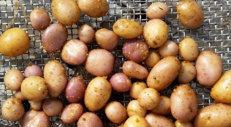 Как правильно хранить картошку в квартире и частном доме Как правильно хранить картошку в квартире и частном доме