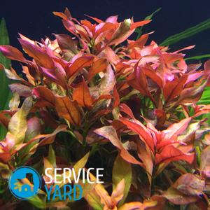 Как приклеить фон на заднюю стенку аквариума?