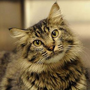 Как приучить кота к лотку?