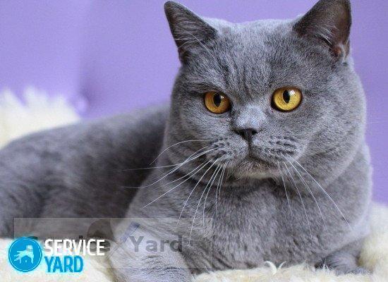 Как приучить кота к лотку?