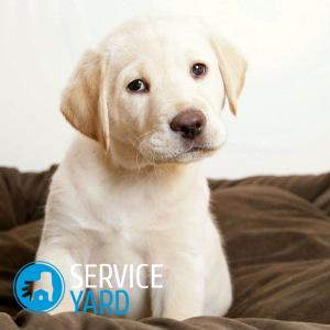 Как приучить щенка ходить в туалет в одно место?