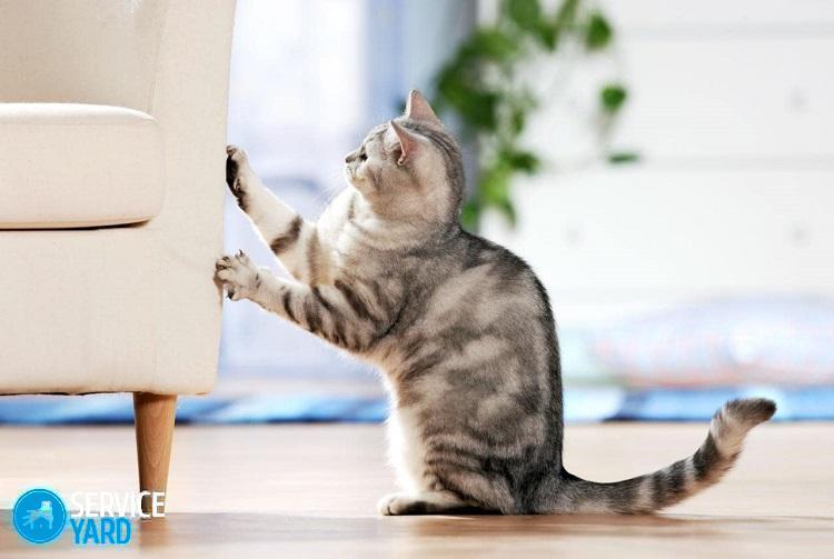 Как сделать когтеточку для кота?