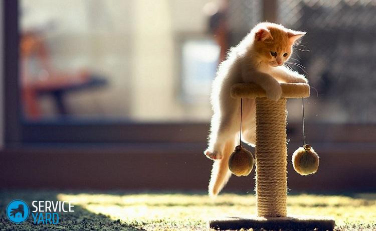 Как сделать когтеточку для кота?