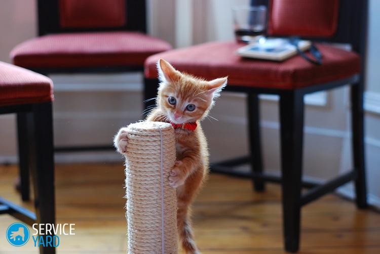 Как сделать когтеточку для кота?