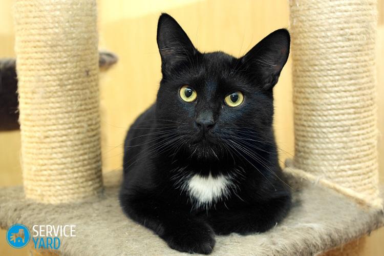 Как сделать когтеточку для кота?