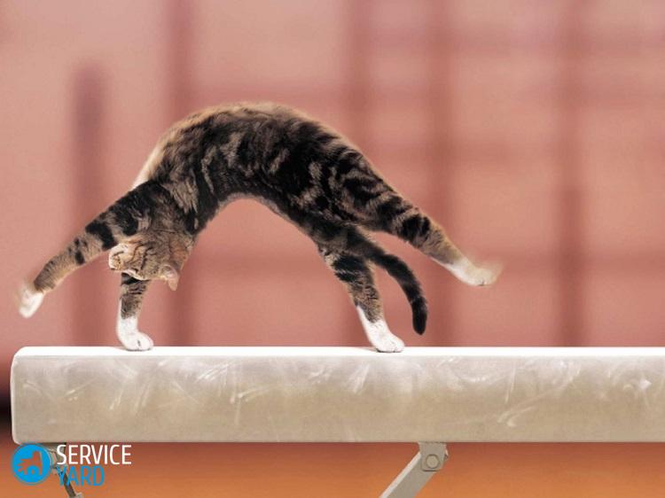 Как сделать когтеточку для кота?