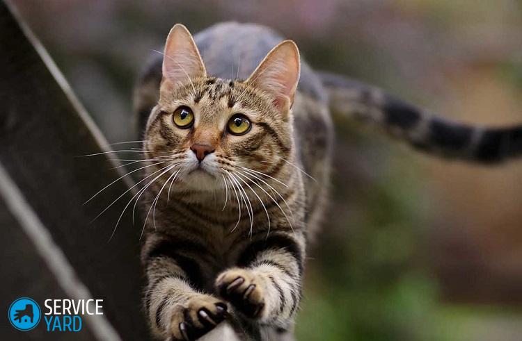 Как сделать когтеточку для кота?