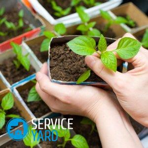 Как сделать стаканчики для рассады своими руками?