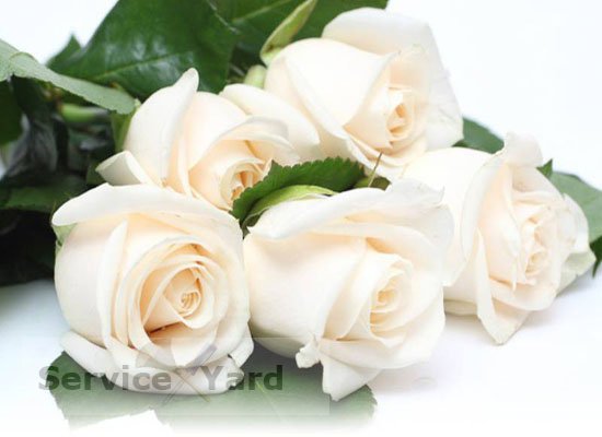 Как сохранить розы в вазе дольше всего?