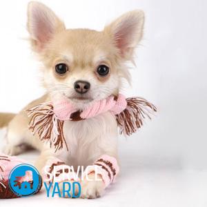 Как сшить комбинезон для собаки?