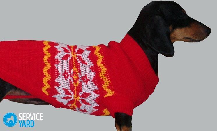 Как сшить комбинезон для собаки?