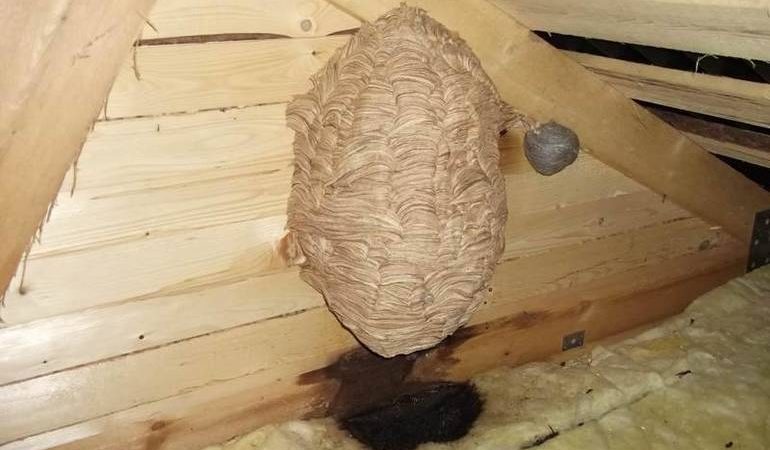 Как убрать гнездо шершней из-под крыши или с дерева на даче