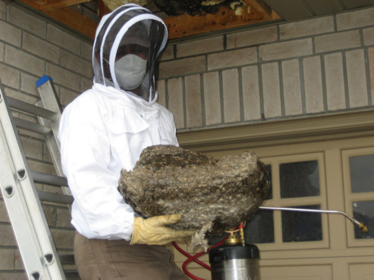 Как убрать гнездо шершней из-под крыши или с дерева на даче