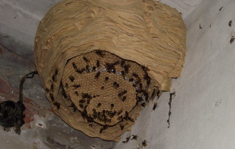 Как убрать гнездо шершней из-под крыши или с дерева на даче