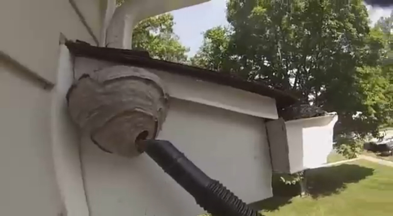 Как убрать гнездо шершней из-под крыши или с дерева на даче