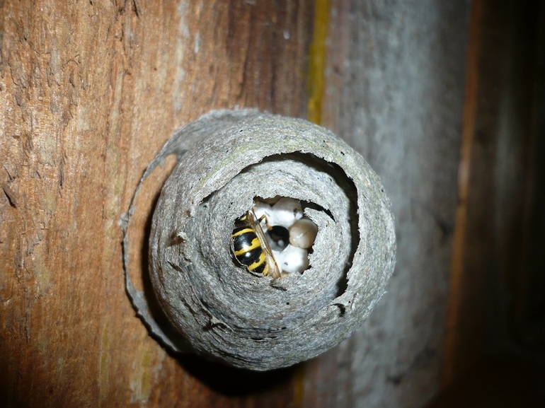 Как убрать гнездо шершней из-под крыши или с дерева на даче