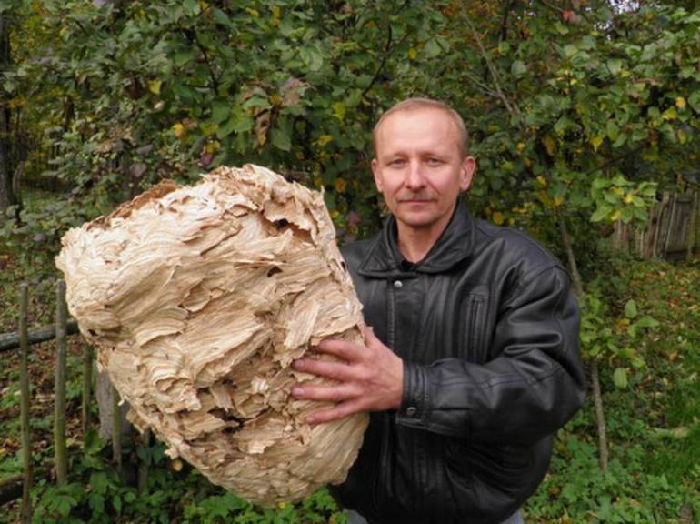 Как убрать гнездо шершней из-под крыши или с дерева на даче