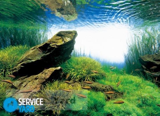 Как убрать запах из аквариума