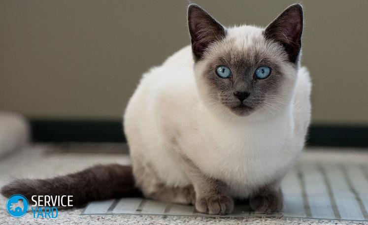 Как убрать запах мочи кота с ковра?