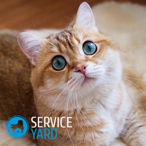 Как убрать запах мочи кота с пола?