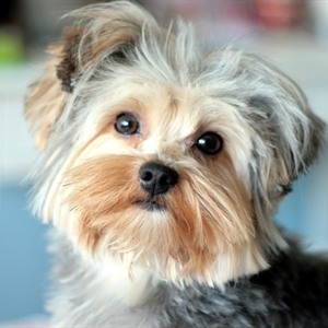 Как убрать запах собаки в квартире