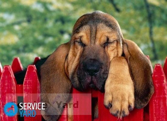 Как убрать запах собаки в квартире