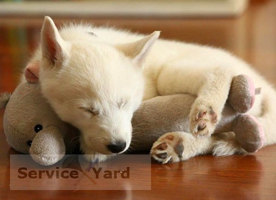 Как убрать запах собаки в квартире