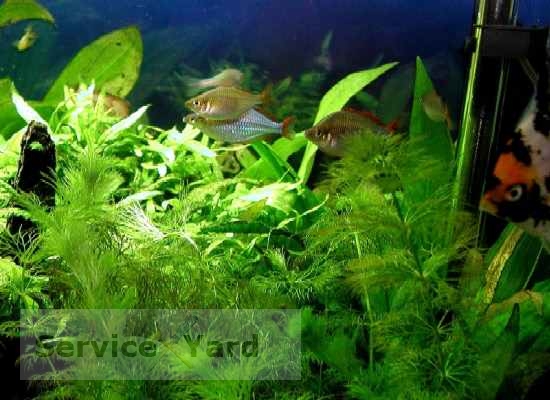 Как убрать зелень в аквариуме