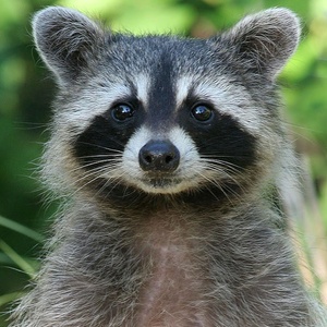 Как ухаживать за енотом в домашних условиях?