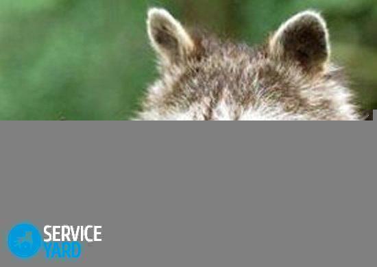 Как ухаживать за енотом в домашних условиях?