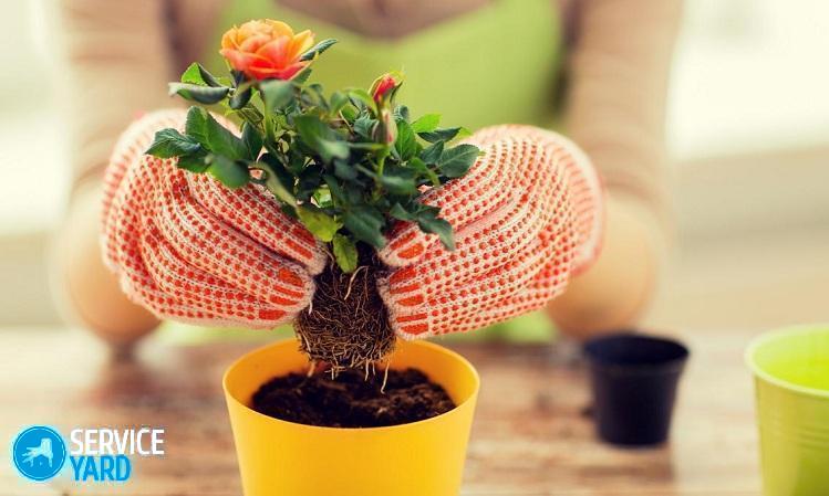 Как ухаживать за розами в горшке из магазина?