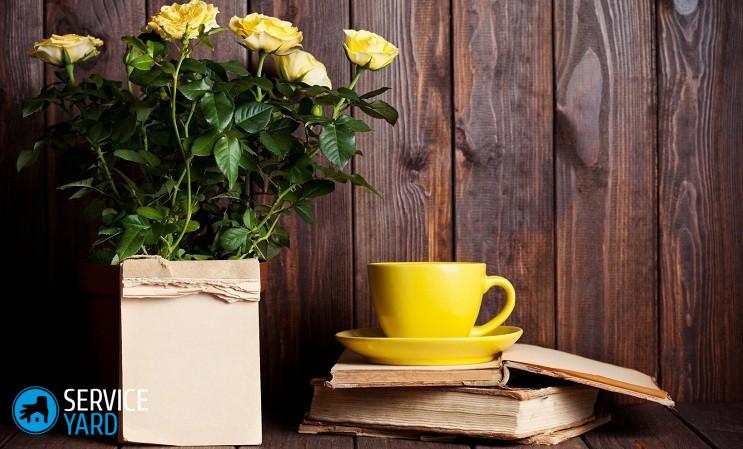 Как ухаживать за розами в горшке из магазина?