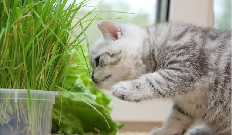 Как вырастить траву для кошек в домашних условиях