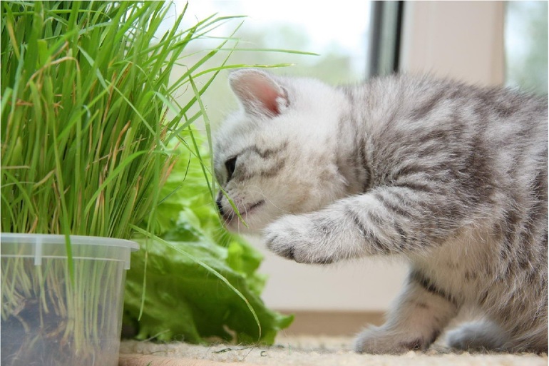 Как вырастить траву для кошек в домашних условиях