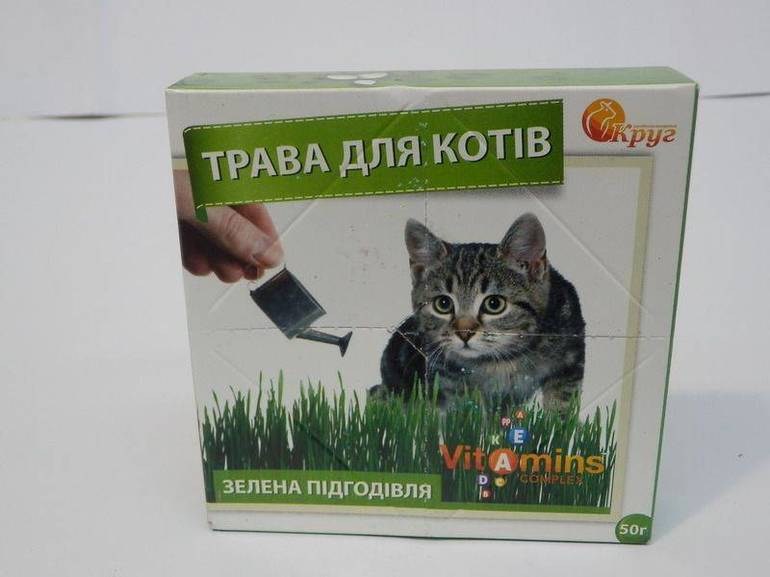 Как вырастить траву для кошек в домашних условиях