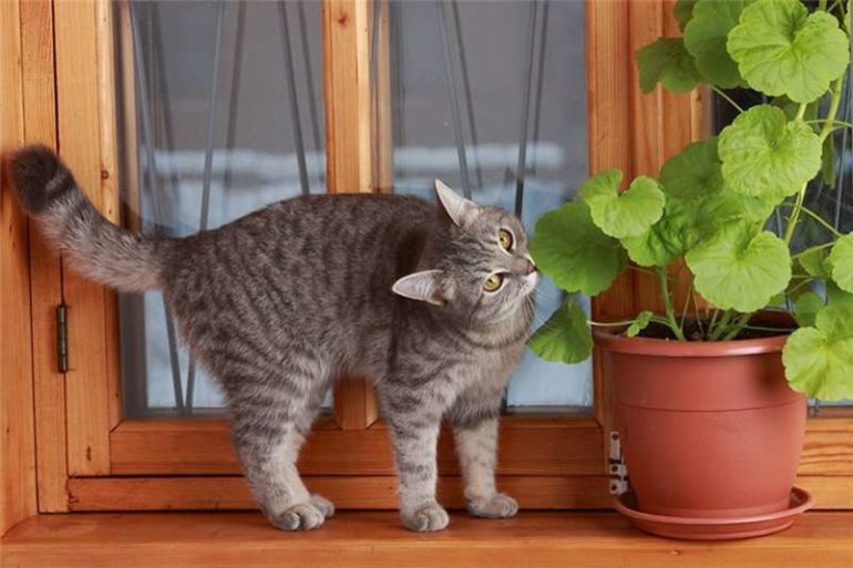 Как вырастить траву для кошек в домашних условиях