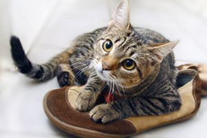 Как вывести из обуви кошачий запах мочи