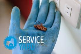 Как вывести тараканов с кухни ? как травить эффективно и быстро в доме, средства для борьбы