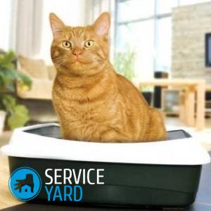 Как вывести запах кошачьей мочи с линолеума?