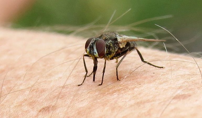 Какие мухи и почему кусаются в конце лета и осенью