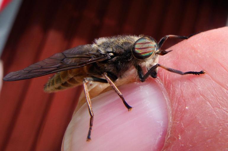 Какие мухи и почему кусаются в конце лета и осенью