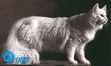 Какой запах отпугивает кошек?