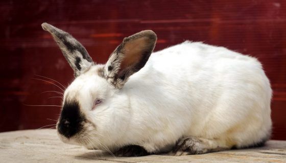 Каліфорнійський кролик: опис породи, характеристика, розведення