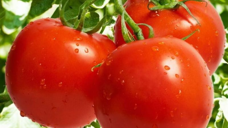 Калорійність свіжого помідора і після теплової обробки