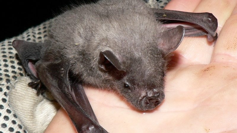 Кажан залетів у квартиру, будинок: прикмета. Кажани в будинку: це добре чи погано, це до грошей чи весілля?