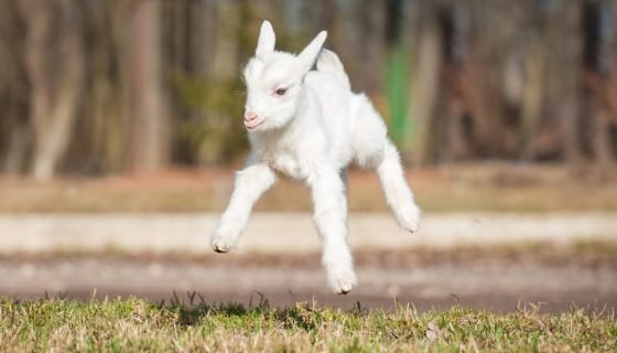 Клички для козенят: кращі імена