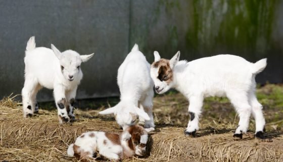 Клички для козенят: кращі імена