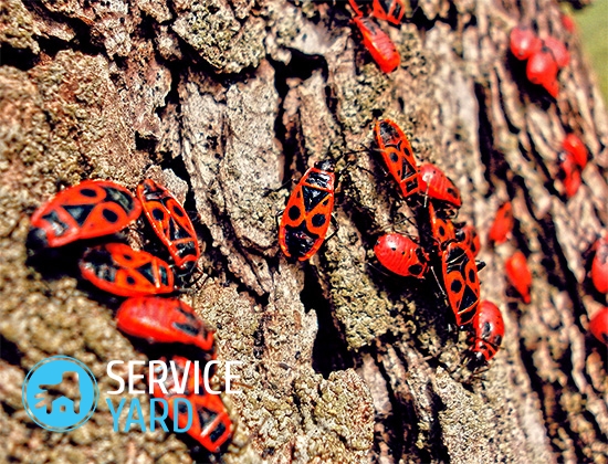 Клоп солдатик — как избавиться?