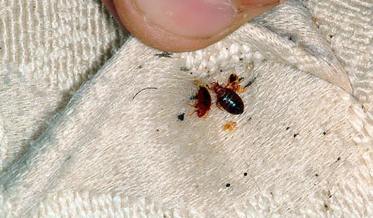 Клопы на матрасах: как вывести домашних паразитов и жить спокойно