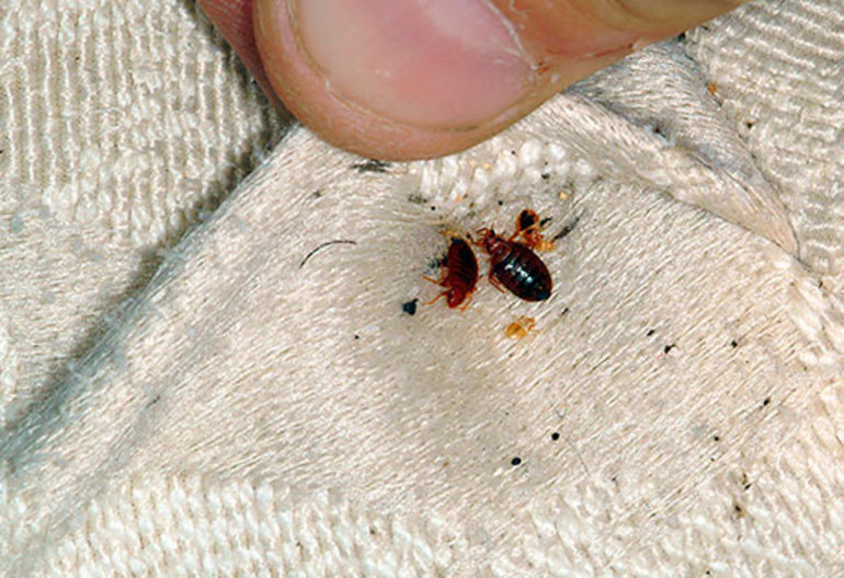 Клопы на матрасах: как вывести домашних паразитов и жить спокойно Клопы на матрасах: как вывести домашних паразитов и жить спокойно